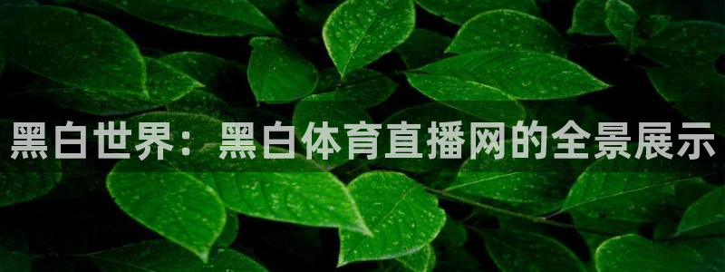 黑白世界：黑白体育直播网的全景展示